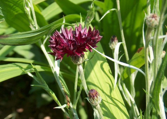 Centaurea cyanus 'Black Ball'