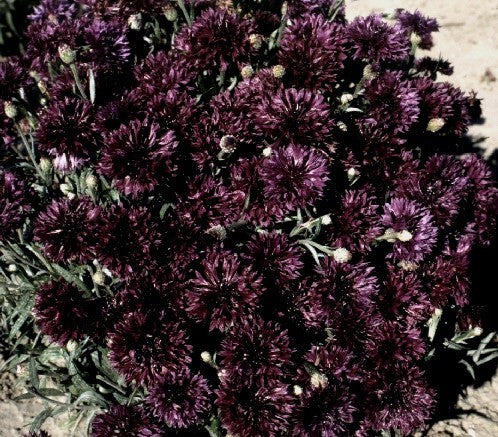 Centaurea cyanus 'Black Ball'