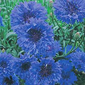 Centaurea cyanus 'Blue Boy' / 'Blue Ball'