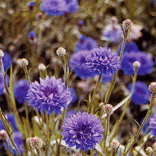 Centaurea cyanus 'Blue Boy' / 'Blue Ball'