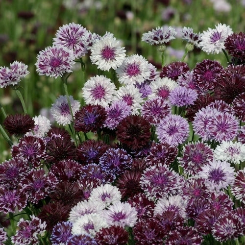 Centaurea cyanus 'Classic Magic'