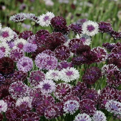 Centaurea cyanus 'Classic Magic'