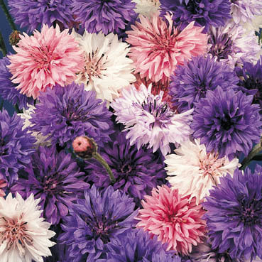 Centaurea cyanus 'Double Ball Mixed'