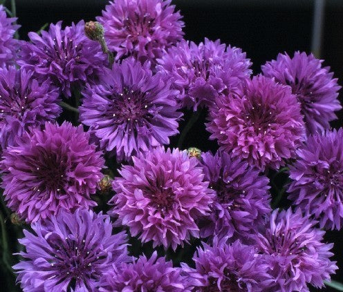 Centaurea cyanus 'Mauve Ball'