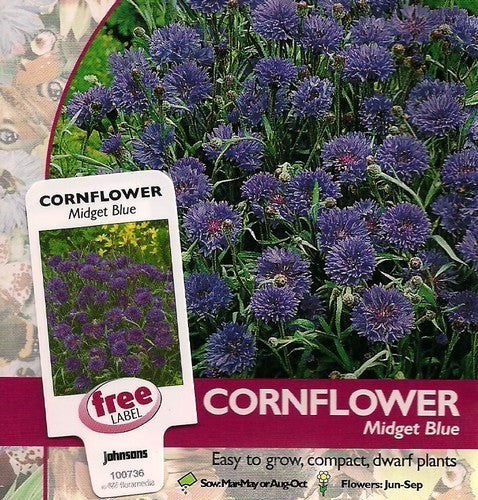 Centaurea cyanus 'Midget Blue'