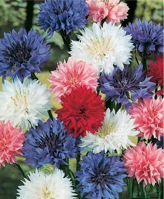 Centaurea cyanus 'Polka Dot'