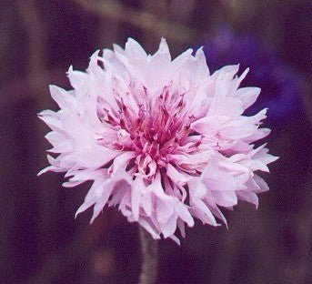 Centaurea cyanus 'Tom Pouce Pink'