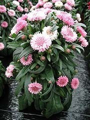 Centaurea cyanus 'Tom Pouce Pink'