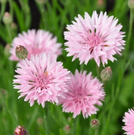 Centaurea cyanus 'Tom Pouce Pink'