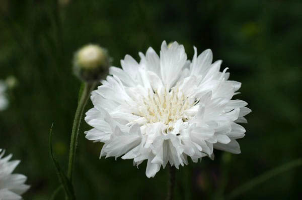 Centaurea cyanus 'Tom Pouce White'