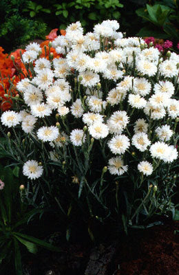 Centaurea cyanus 'Tom Pouce White'