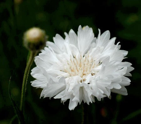 Centaurea cyanus 'White Ball'
