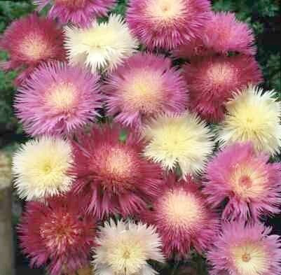 Centaurea imperialis 'Mixed'