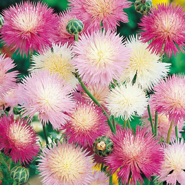 Centaurea imperialis 'Mixed'