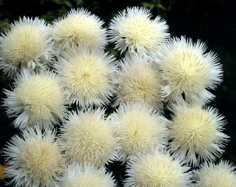 Centaurea imperialis 'The Bride'