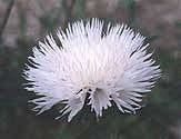Centaurea imperialis 'The Bride'