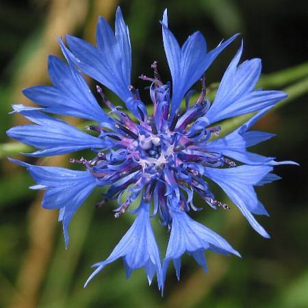 Cornflower