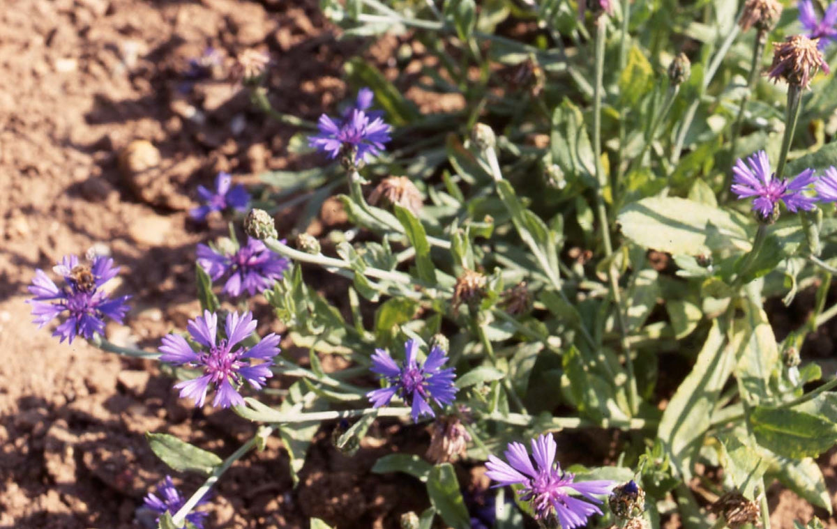 Cornflower