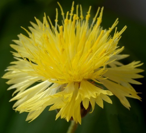 Centaurea suaveolens