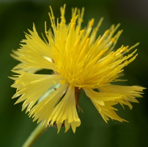 Centaurea suaveolens