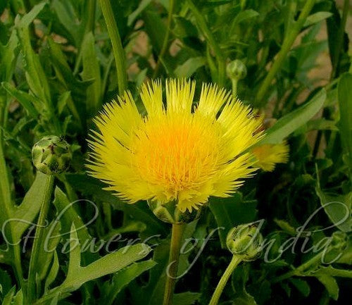Centaurea suaveolens