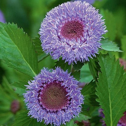 Centratherum intermedium 'Pineapple Sangria'