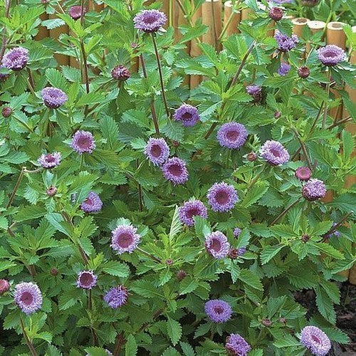 Centratherum intermedium 'Pineapple Sangria'