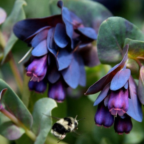 Cerinthe major 'Purpurascens'