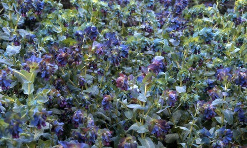 Cerinthe major 'Purpurascens'
