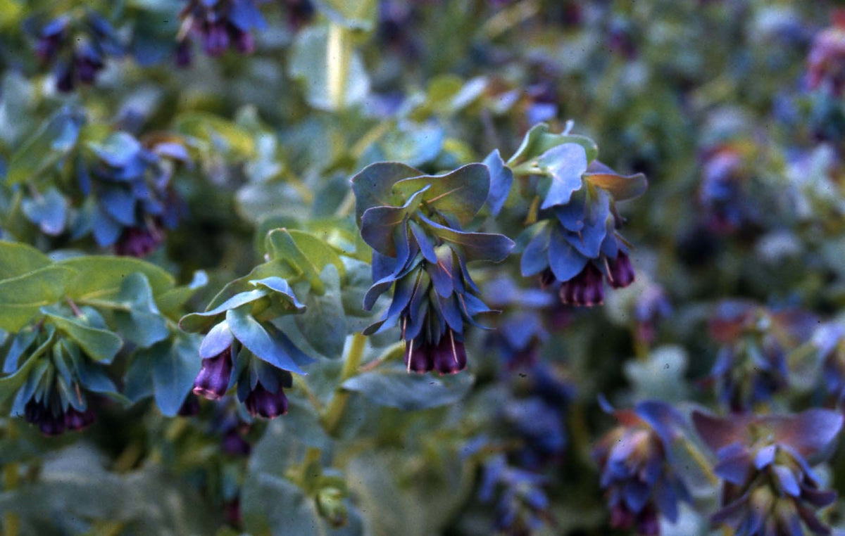 Cerinthe major 'Purpurascens'