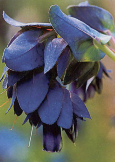 Cerinthe major 'Purpurascens'