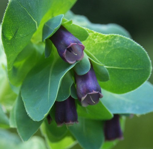 Cerinthe major 'Purpurascens'