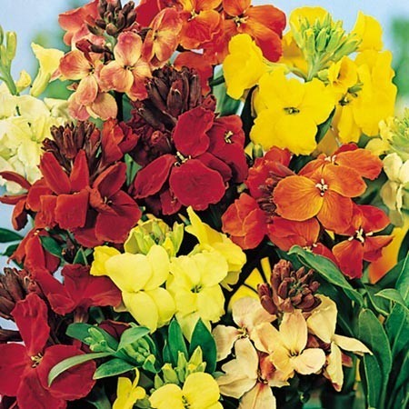 Cheiranthus cheiri 'Early Wonder Mixed' / 'Paris Market'