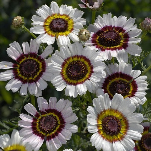 Chrysanthemum carinatum 'Lovely Eyes' / 'Cockade'