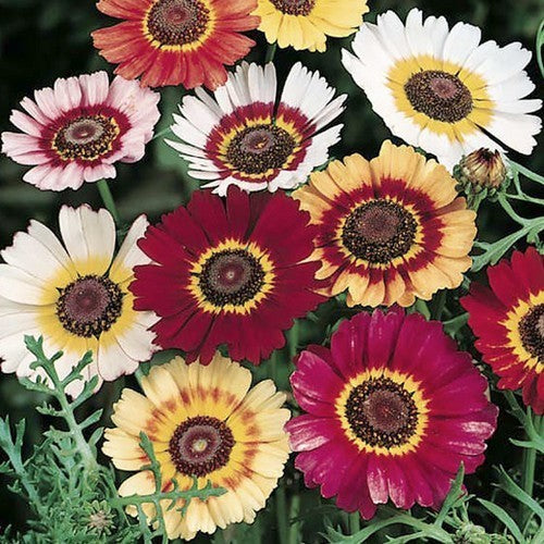 Chrysanthemum carinatum 'Rainbow Single Mixed'