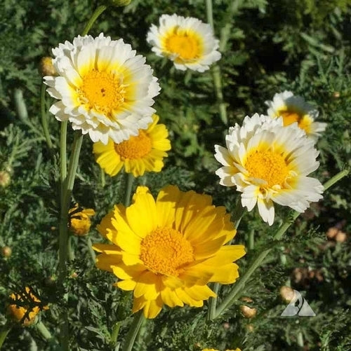 Chrysanthemum coronarium 'Tricolour Double Mixed'
