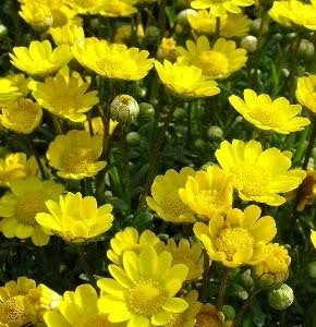 Chrysanthemum multicaule