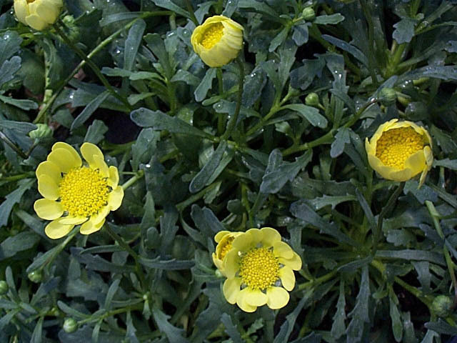 Chrysanthemum multicaule