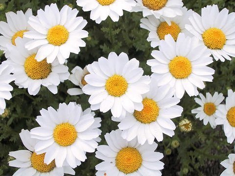 Chrysanthemum paludosum 'Snow Daisy'