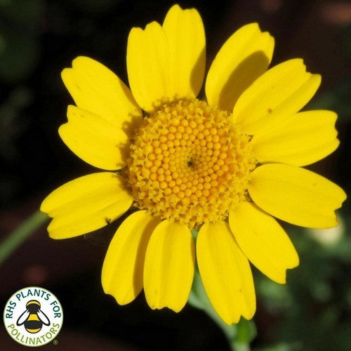 Chrysanthemum segetum 'Gloria'
