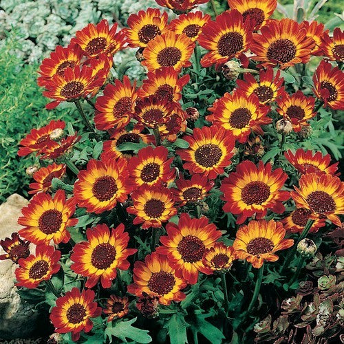 Chrysanthemum segetum 'Schwarz-Rot-Gold' / 'German Flag'