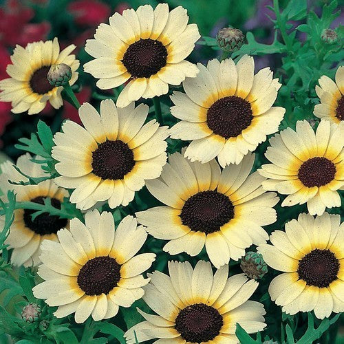 Chrysanthemum segetum 'Eastern Star'