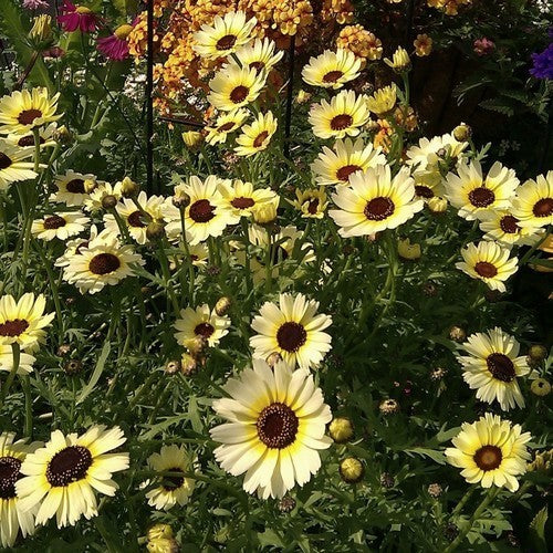 Chrysanthemum segetum 'Eastern Star'