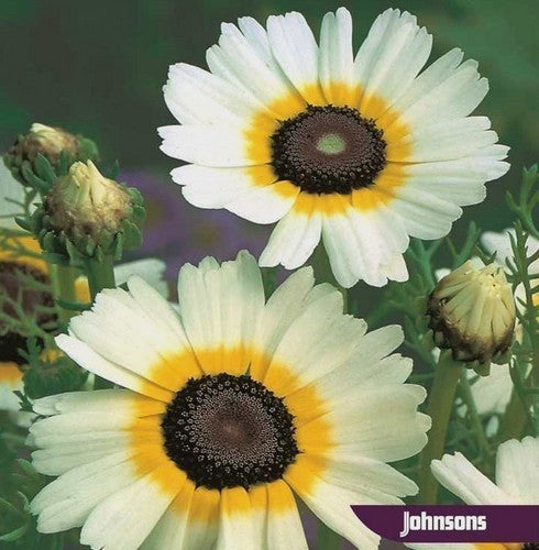Chrysanthemum segetum 'Eastern Star'