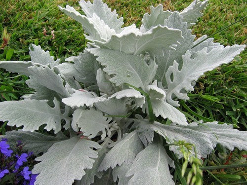 Cineraria maritima 'Cirrus'