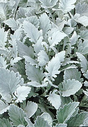 Cineraria maritima 'Cirrus'