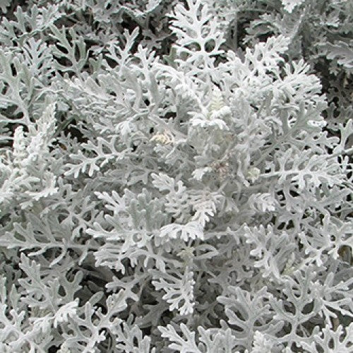 Cineraria maritima 'Silver Dust'