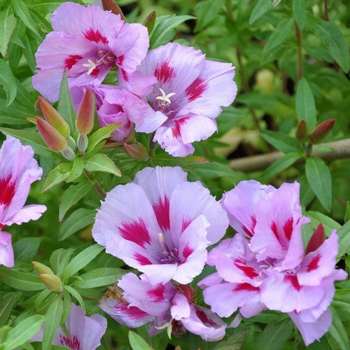 Clarkia amoena ssp lindleyi 'Lilac Cattleya'