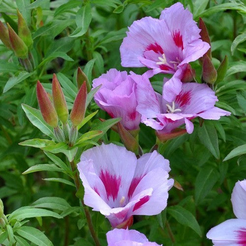 Clarkia amoena ssp lindleyi 'Lilac Cattleya'