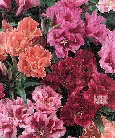 Clarkia amoena ssp lindleyi 'Double Mixed'